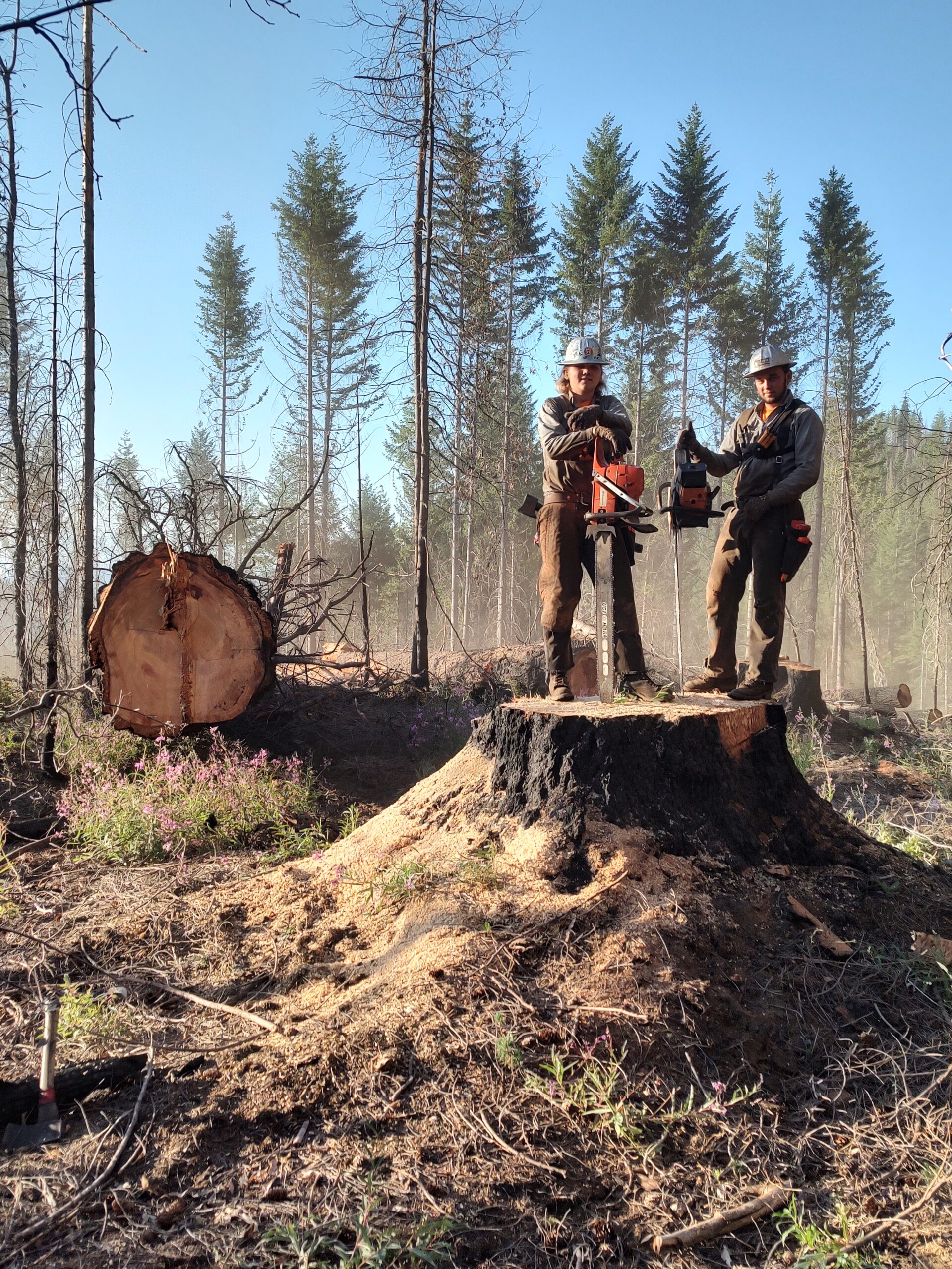 Richard and Travis standing on a tree stump with chainsaws.