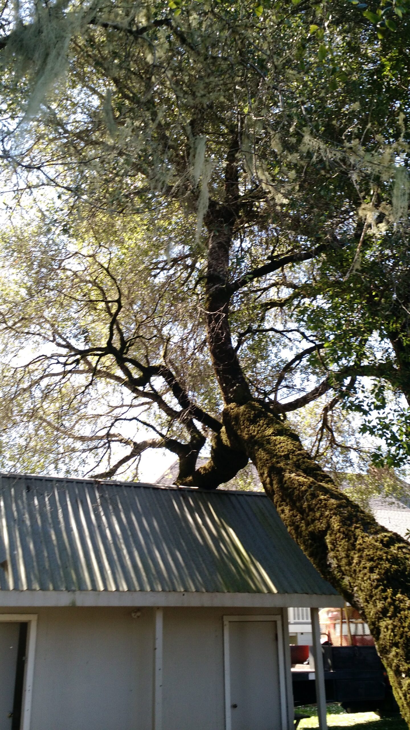 Tree fallen on a tin roof after a storm.